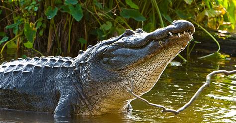 MDWFP - Mississippi's Alligator Hunting Season Opens August 25th