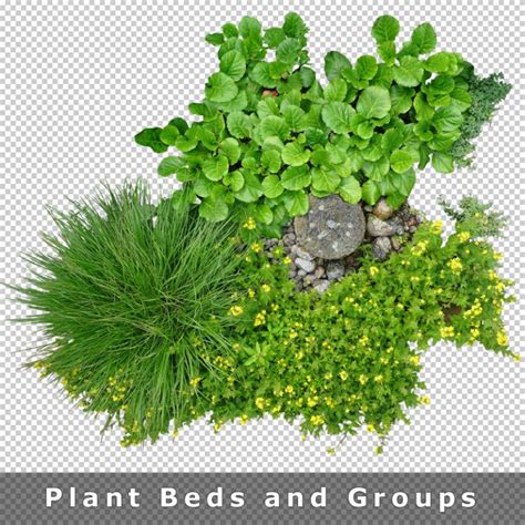 Plant Top View Png Collection Cutout Vegetation For Landscape