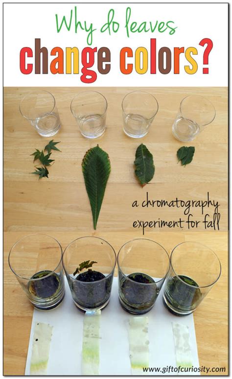 How And Why Leaves Change Color A Chromatography Experiment For Fall