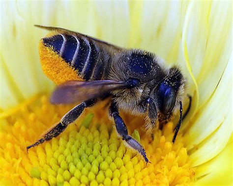 Megachile Brevis Bugguidenet