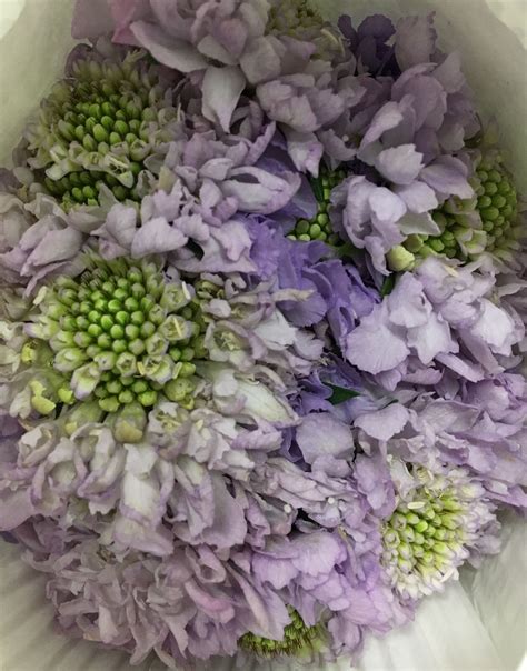Sep 02, 2021 · to harvest lavender, clip the flowers right after they open in the early spring. Lavender Scabiosa | Spring flowers, Purple flowers ...