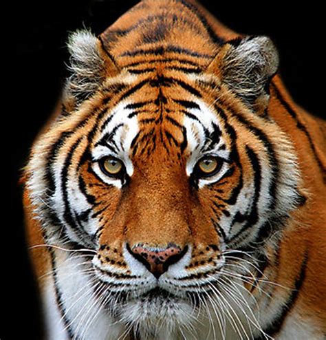 Tiger Eyes Pastel By Sandra Sengstock Miller