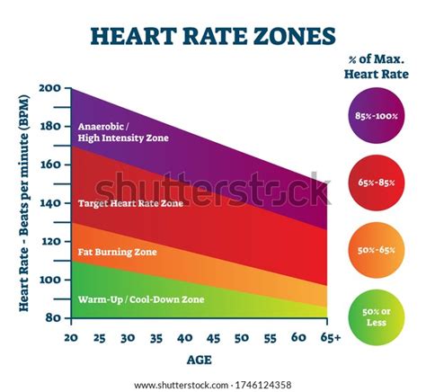 Heart Rate Zones Vector Illustration Pulse Stock Vector Royalty Free