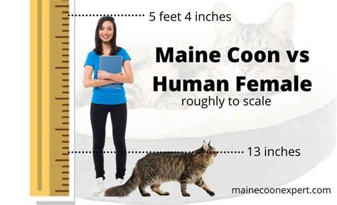 The Maine Coon Size Compared To A Human Maine Coon Expert