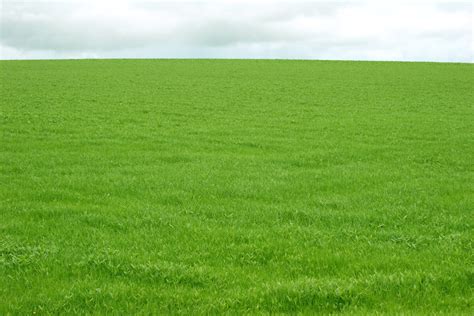 Field Of Grass Free Photo Download Freeimages