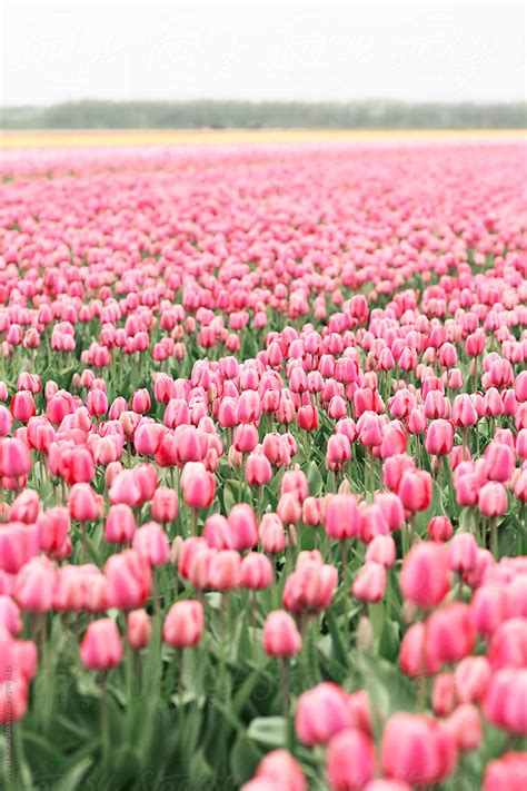Pink Tulip Field By Stocksy Contributor Jovana Rikalo Stocksy