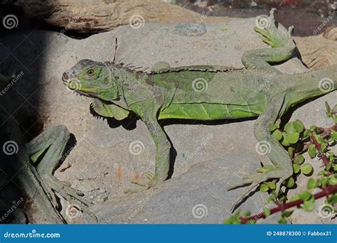 The Green Iguana Also Called Common Iguana Or Iguana Iguana Stock