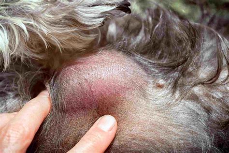 How To Treat Skin Cancer In Dogs