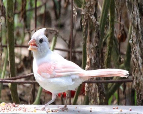 The Rare Albino Cardinal 4 Amazing Images And 12 Faqs