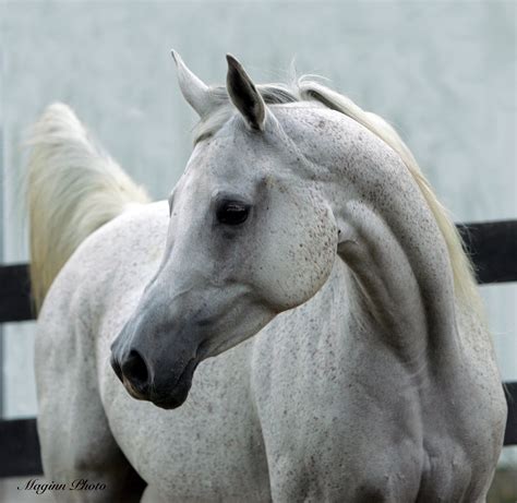 White Arabian Horse For The Love Of Horses Pinterest