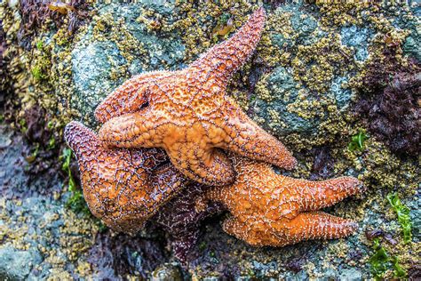 Ochre Sea Star Starfish Pileup Photograph By Jordan Hill