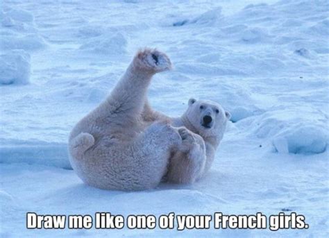 Yeah Polar Bears Are Actually Funny 11 Pics 17 S
