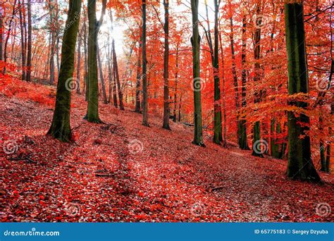Trees With Red Autumn Leafs In Sonian Forest Stock Image Image Of