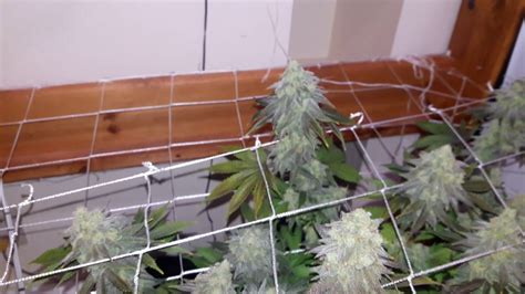 Harvest Gorilla Glue 4 Cinex And Hpk Youtube