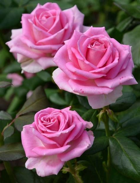 Pin By Nancy Hennessy On Rose Garden Beautiful Rose Flowers