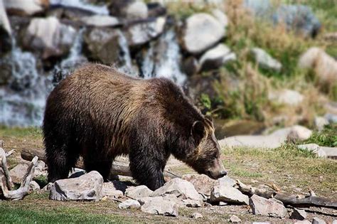 Do Bears Have Tails Answered With 5 Examples Wildlife Informer