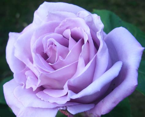 The Gorgeous Blue Moon Rose Blue Moon Rose Hybrid Tea Roses Beautiful Rose Flowers