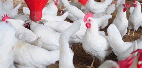 Monitoring Chicken Flock Behaviour Could Help Combat Leading Cause Of