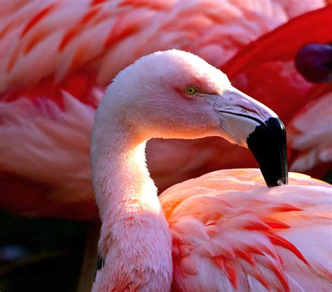 A native or inhabitant of chile. Chilean Flamingo (Phoenicopterus chilensis) | The Chilean ...