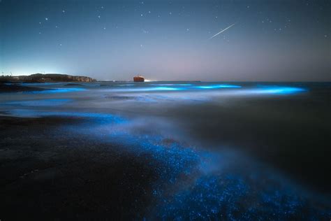 Want To See Bioluminescence Here Are The 7 Best Destinations