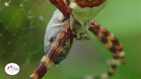 Spiders Mating Youtube