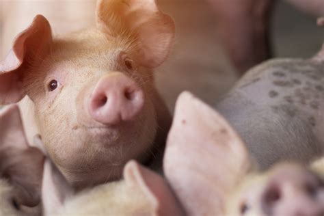 Noi Focare De Pest Porcin African N Giurgiu I Maramure Europa Fm