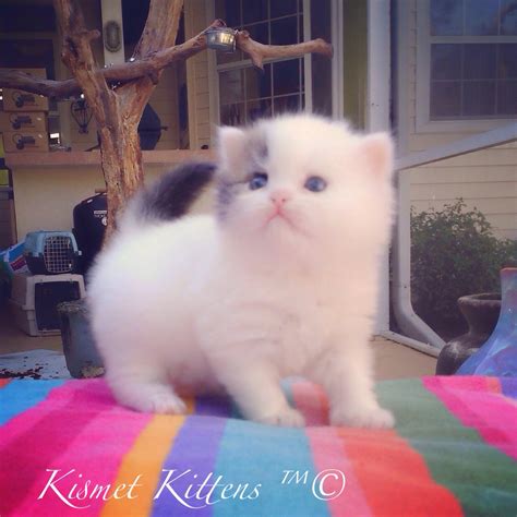 If you haven't found the perfect kitten for sale or adoption you may follow the breed to be notified of new kittens that were recently added. Kismet Kittens: New Teacup Kittens | Teacup Kittens
