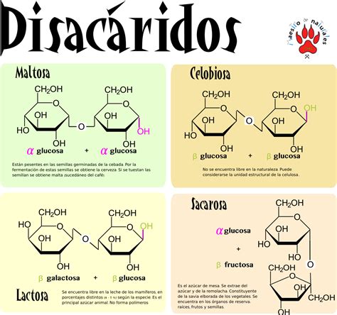 BiomolÉculas