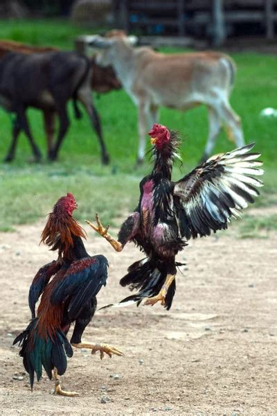 Galo De Briga Fotografias De Banco De Imagens Imagens Livres De