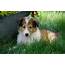 AKC Registered Lassie Collie For Sale Fredericksburg OH Female  Lily