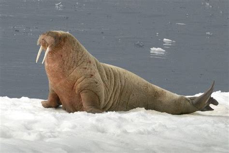 Walrus Anatomy Animal Facts And Information