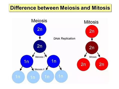 What Are The Differences Between Mitosis And Meiosis Quora