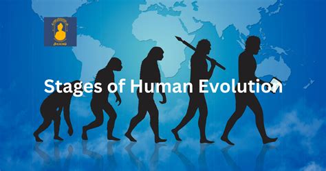 What Are The Stages Of Human Evolution Nalanda Educational Institutions