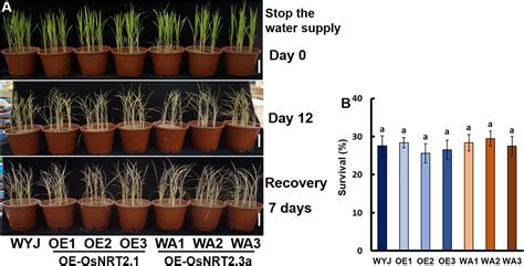 Frontiers Osnar Positively Regulates Drought Tolerance And Grain