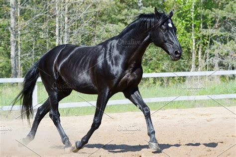 black horse  russian riding breed featuring active animal  arena high quality animal