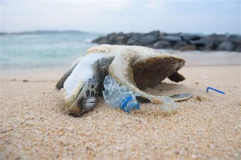 81153454 Dead Turtle Among Plastic Garbage From Ocean On The Beach