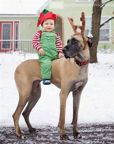 40 Amazing Pictures Of Great Dane And Their Bond With The Kids