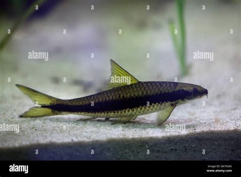 Red Algae Eater Crossocheilus Langei Wildlife Animal Stock Photo Alamy