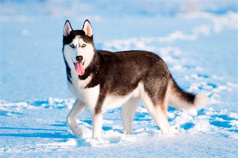 todo lo que necesitas saber sobre la raza husky siberiano guía completa