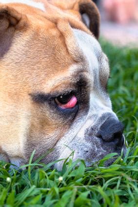 What causes cherry eye in dogs? English Bulldog | LoveToKnow