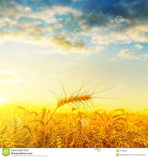 Golden Harvest On Field Under Sunset With Clouds Stock Image Image Of