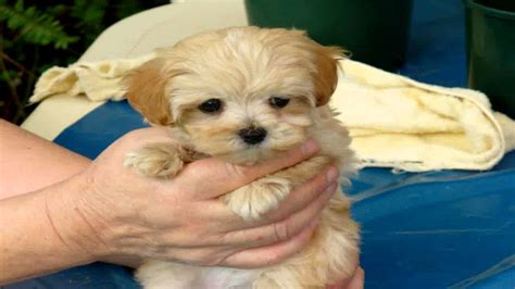 They shed less than many breeds, they are polite towards strangers and they delight in simply being with you. Hi, This is CindyCindy is a toy Maltese/Shih Tzu cross ...