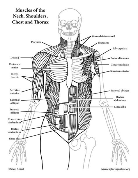 Muscles of the abdominal wall. Muscles of the Neck, Shoulders, Chest and Thorax