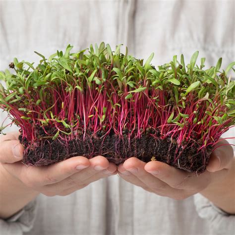 Compostable Microgreens Containers Green Paper Products