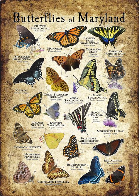 Butterflies Of Maryland Poster Print