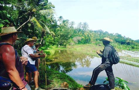 Mayong Ricefield Trekking Bali Jungle Trekking Best Hiking Tour Guide