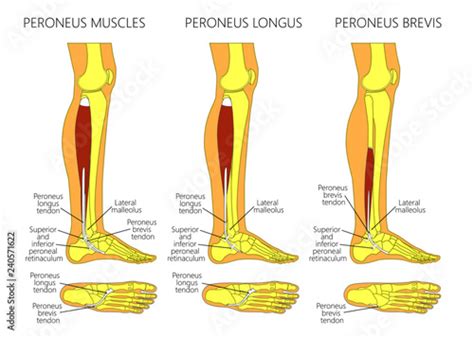 Vector Illustration Of Peroneus Longus And Peroneus Brevis Muscle