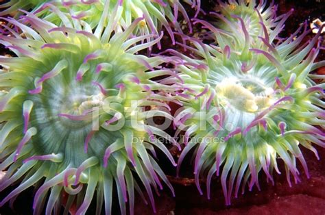 Two Pink Tipped Anemones Stock Photo Royalty Free Freeimages