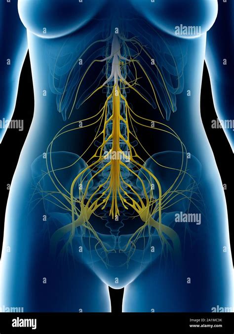 Nervios de la pelvis femenina fotografías e imágenes de alta resolución