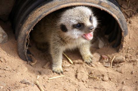 The 20 Cutest Baby Meerkat Pictures On The Entire Internet Cute Baby